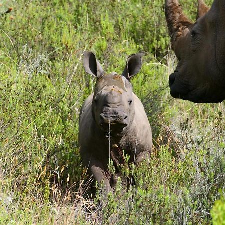 Safari Lodge - Amakhala Doğa Koruma Alanı Dış mekan fotoğraf