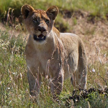 Safari Lodge - Amakhala Doğa Koruma Alanı Dış mekan fotoğraf