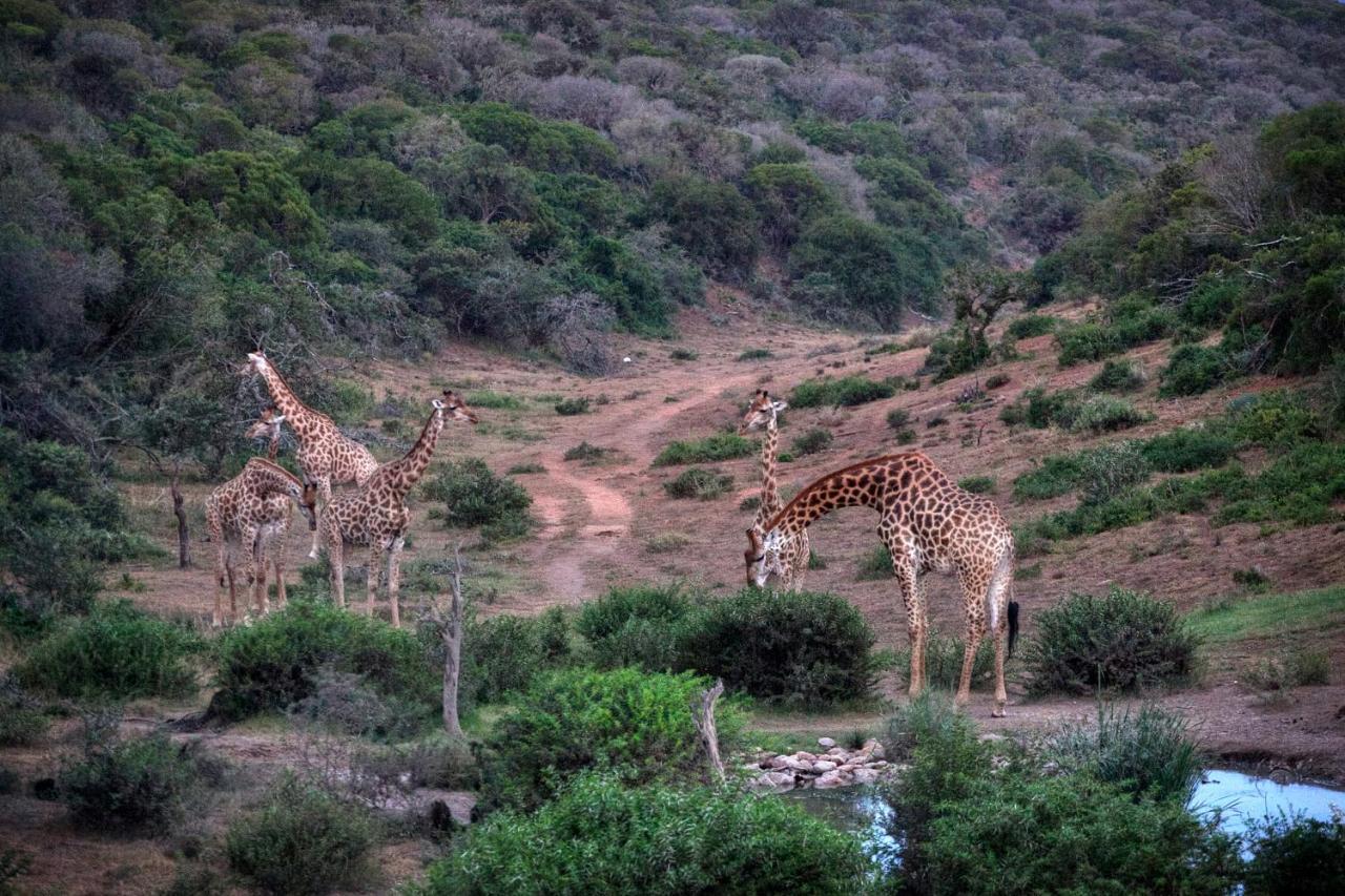 Safari Lodge - Amakhala Doğa Koruma Alanı Dış mekan fotoğraf