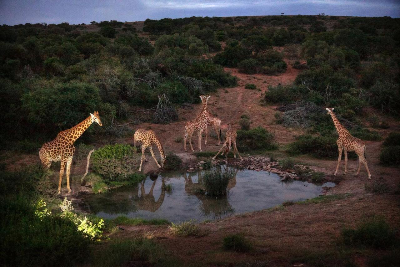 Safari Lodge - Amakhala Doğa Koruma Alanı Dış mekan fotoğraf