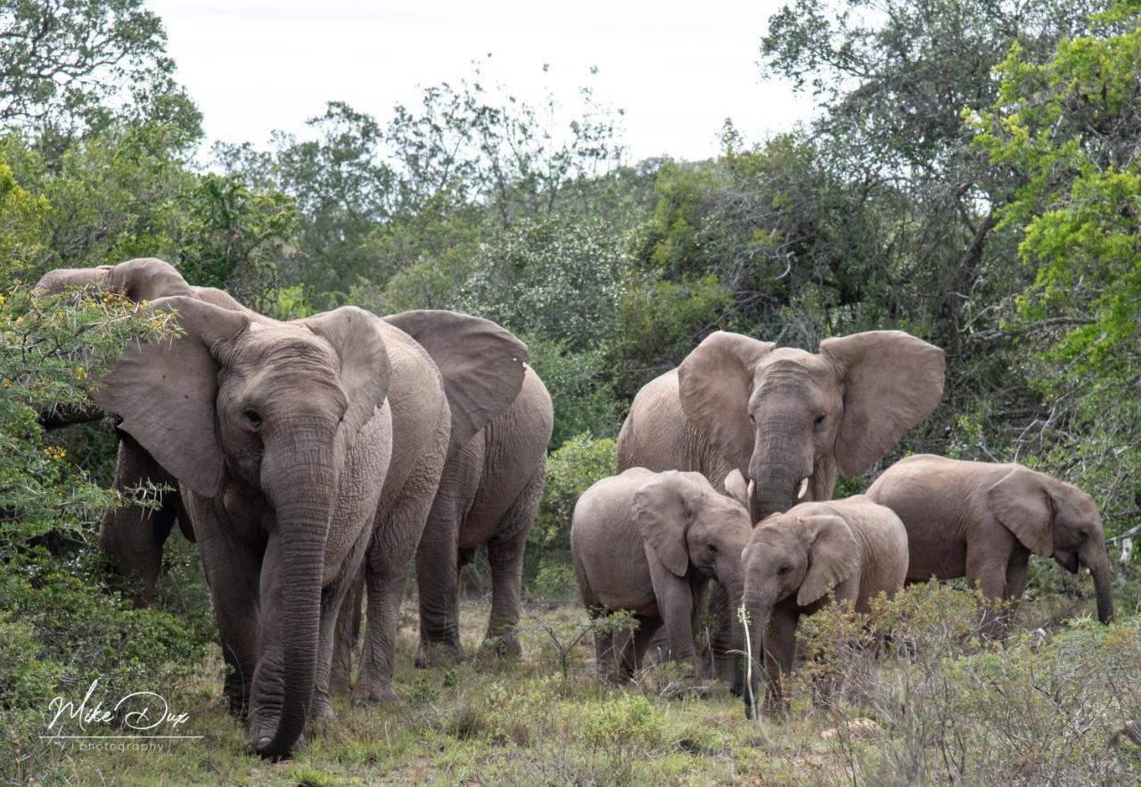 Safari Lodge - Amakhala Doğa Koruma Alanı Dış mekan fotoğraf