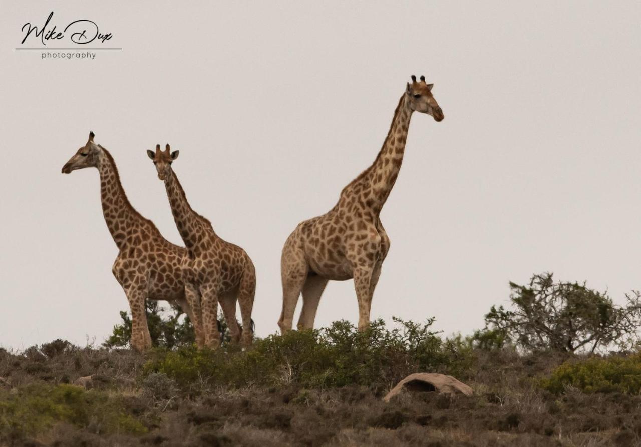 Safari Lodge - Amakhala Doğa Koruma Alanı Dış mekan fotoğraf