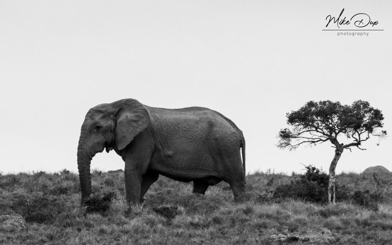 Safari Lodge - Amakhala Doğa Koruma Alanı Dış mekan fotoğraf