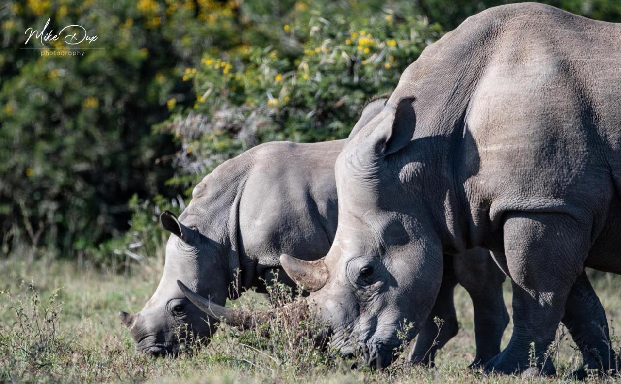 Safari Lodge - Amakhala Doğa Koruma Alanı Dış mekan fotoğraf