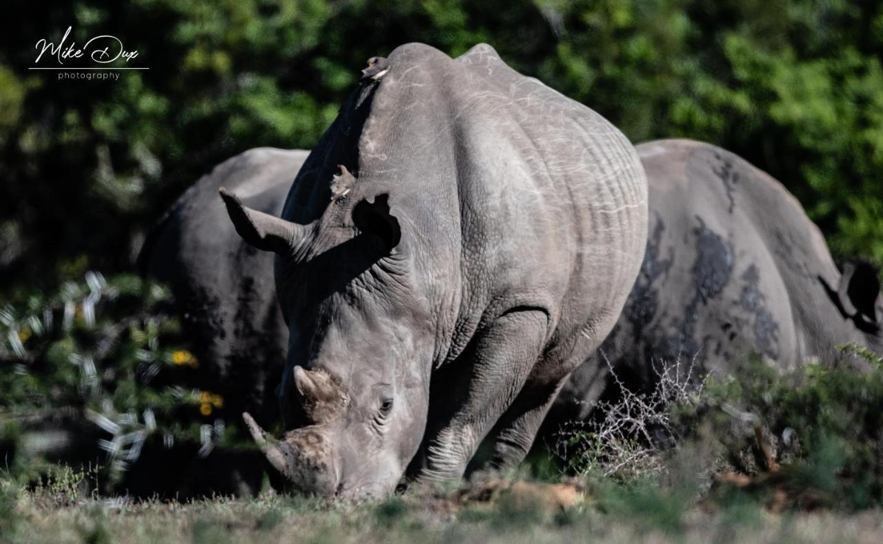 Safari Lodge - Amakhala Doğa Koruma Alanı Dış mekan fotoğraf