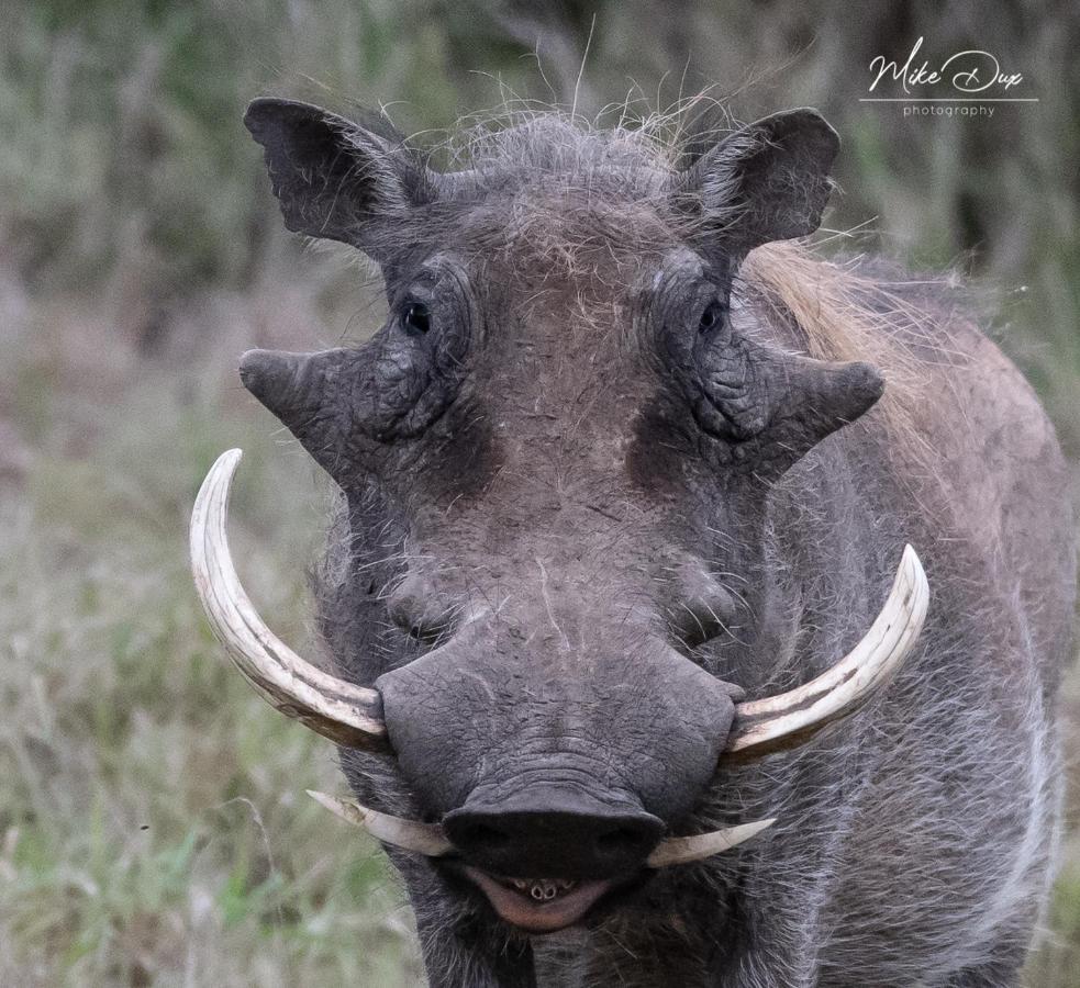 Safari Lodge - Amakhala Doğa Koruma Alanı Dış mekan fotoğraf