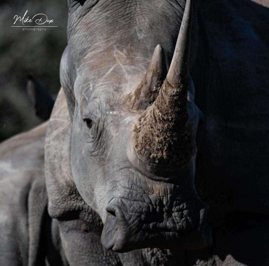 Safari Lodge - Amakhala Doğa Koruma Alanı Dış mekan fotoğraf