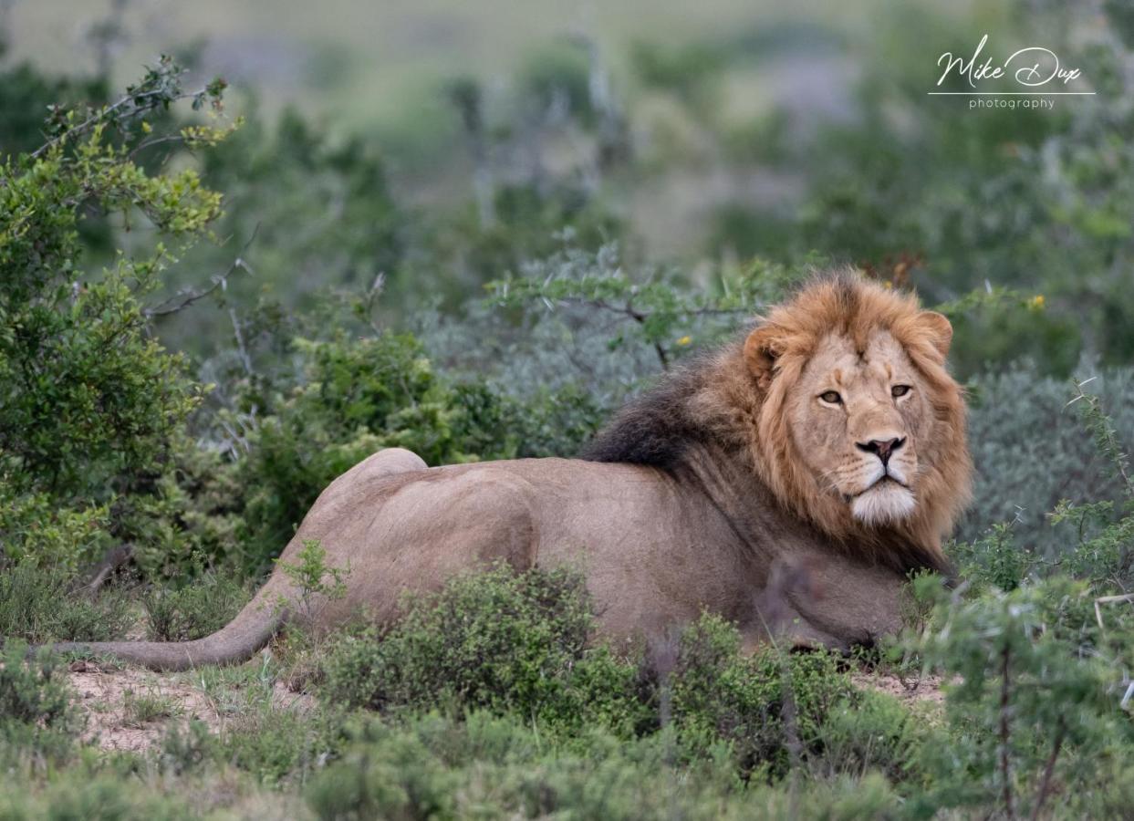 Safari Lodge - Amakhala Doğa Koruma Alanı Dış mekan fotoğraf