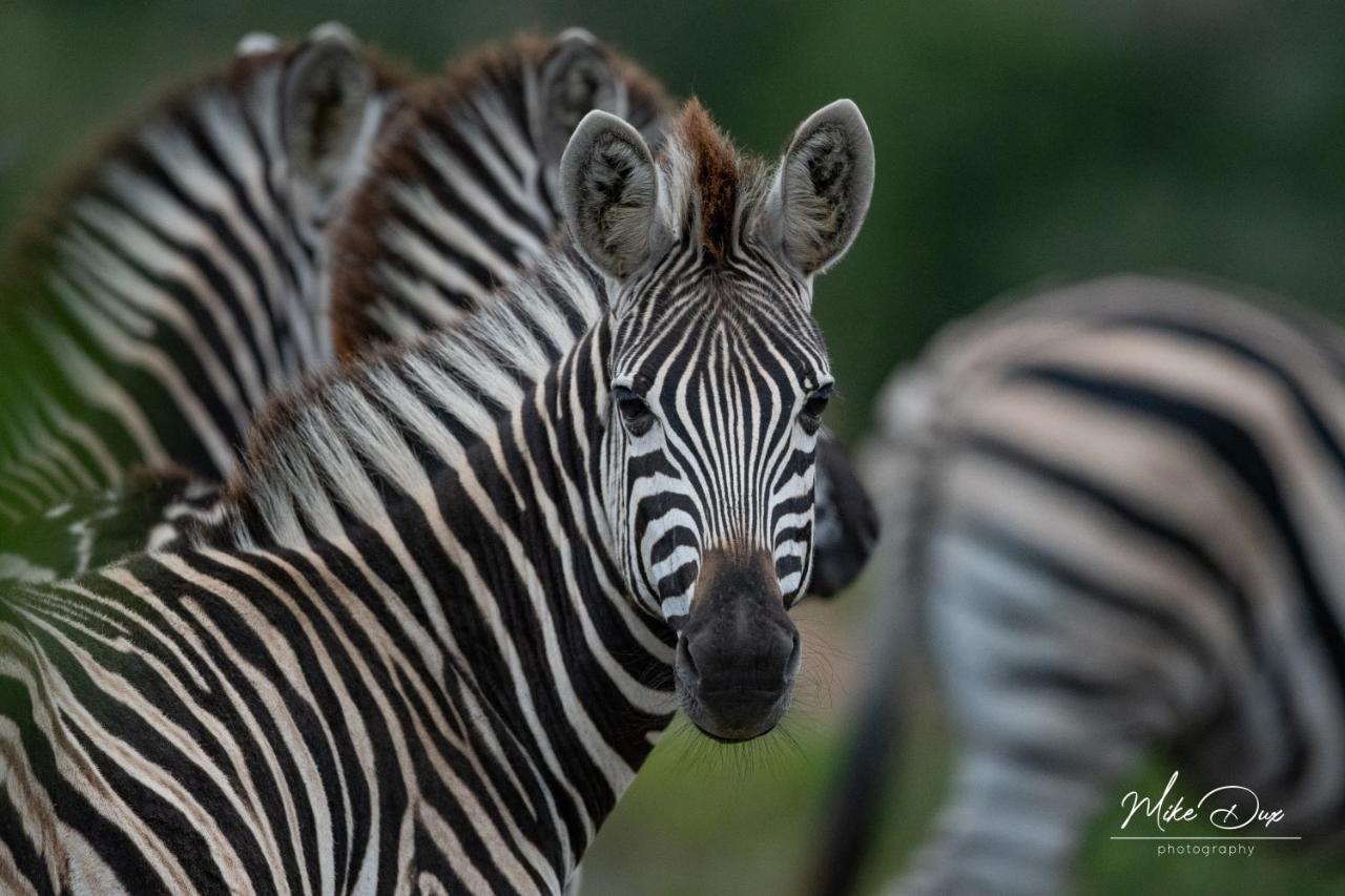 Safari Lodge - Amakhala Doğa Koruma Alanı Dış mekan fotoğraf