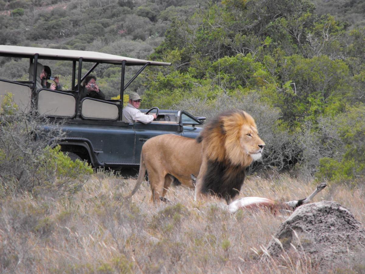 Safari Lodge - Amakhala Doğa Koruma Alanı Dış mekan fotoğraf
