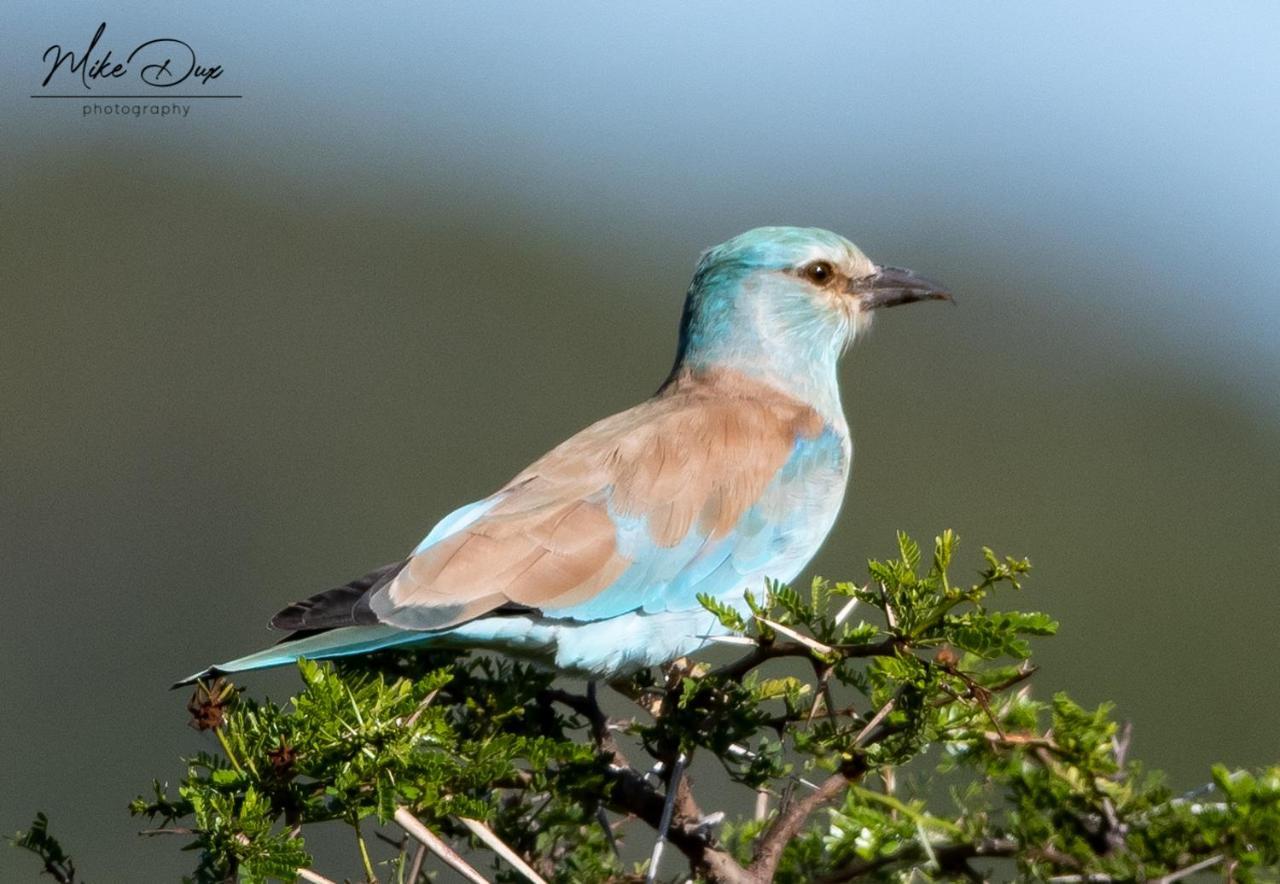 Safari Lodge - Amakhala Doğa Koruma Alanı Dış mekan fotoğraf