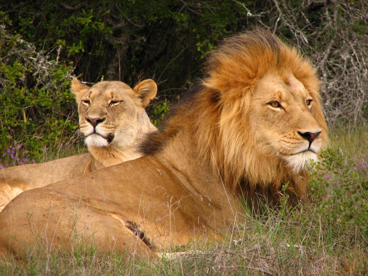 Safari Lodge - Amakhala Doğa Koruma Alanı Dış mekan fotoğraf