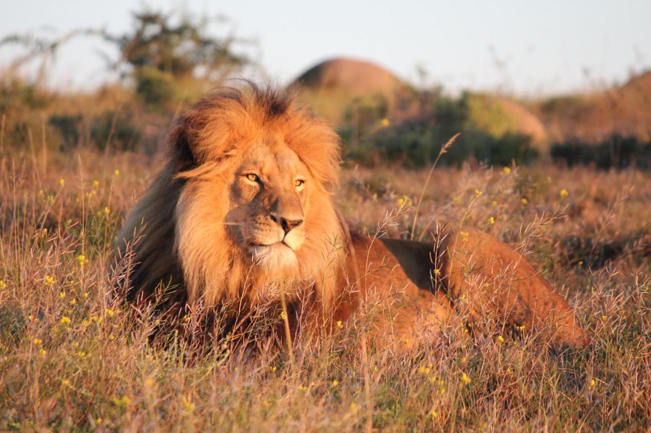 Safari Lodge - Amakhala Doğa Koruma Alanı Dış mekan fotoğraf