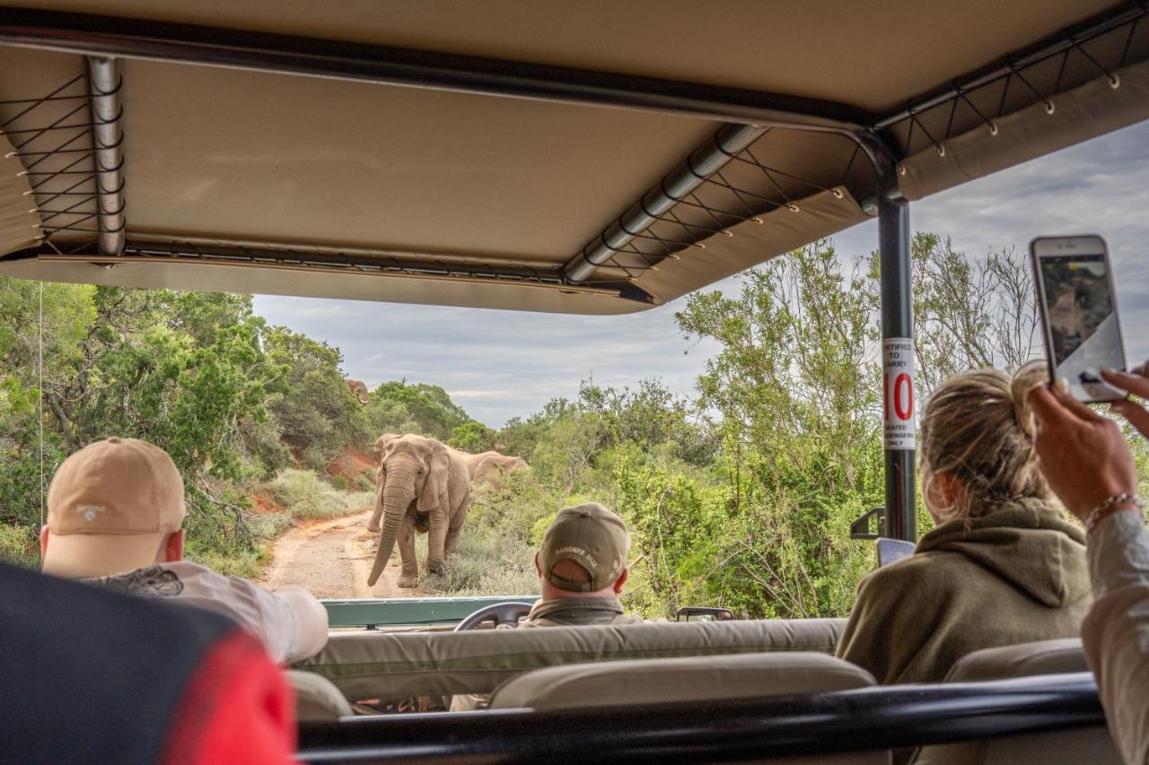 Safari Lodge - Amakhala Doğa Koruma Alanı Dış mekan fotoğraf