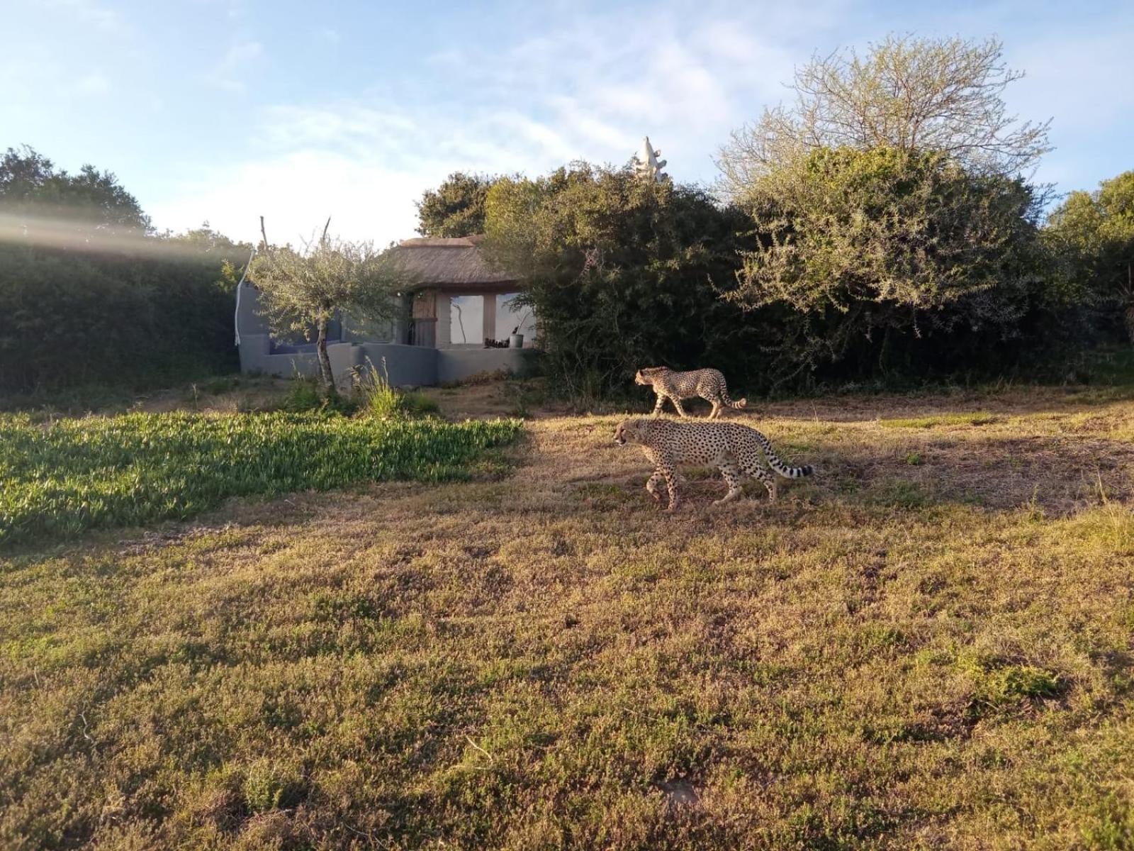 Safari Lodge - Amakhala Doğa Koruma Alanı Dış mekan fotoğraf