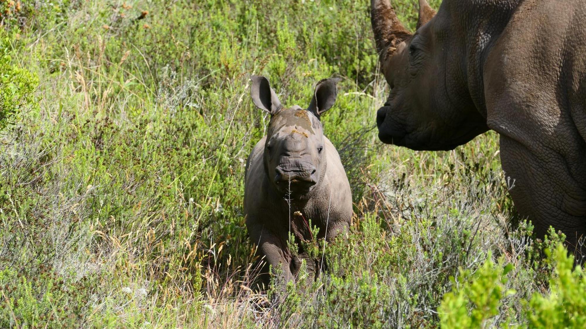 Safari Lodge - Amakhala Doğa Koruma Alanı Dış mekan fotoğraf